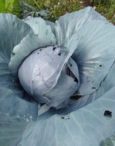 Chou Rouge &lsquo;Rodynda&rsquo;