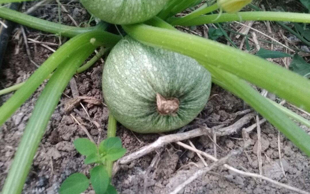 Courgettes rondes &lsquo;Ronde de Nice&rsquo;