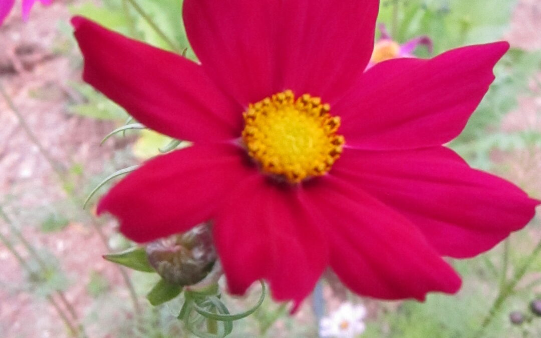 Cosmos &lsquo;Bipinnatus&rsquo;