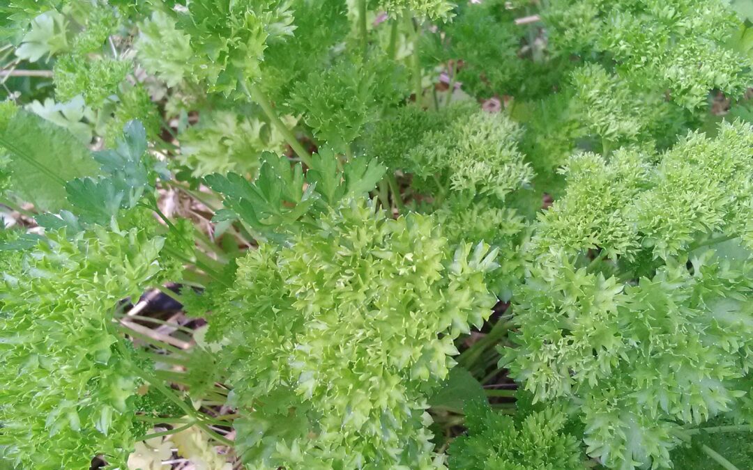 Persil Frisé vert foncé