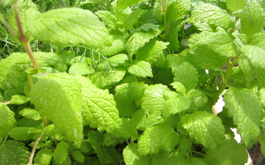 Mélisse &lsquo;Officinale&rsquo;