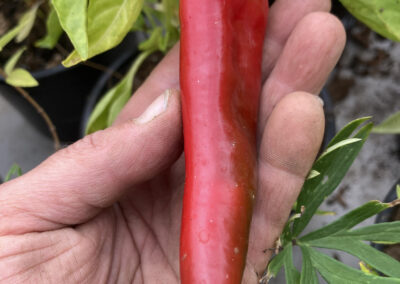 Piments Gorria ‘d’Espelette’