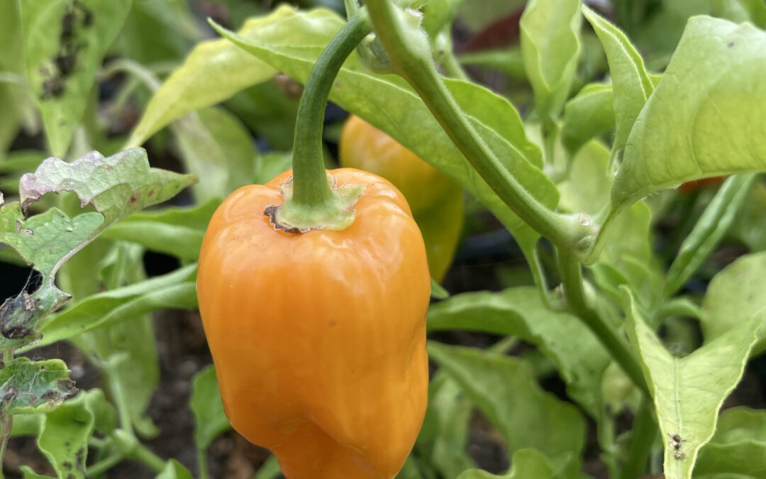 Piments Habanero
