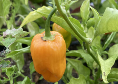 Piments Habanero