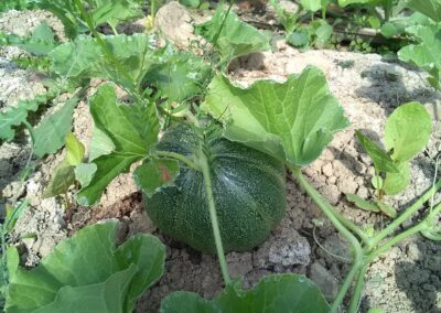 Melon « Petit Gris de Rennes »
