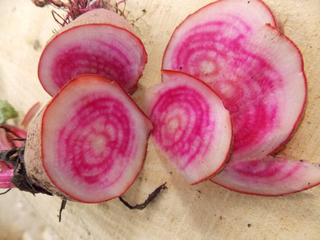 Betteraves &lsquo;Chioggia&rsquo;