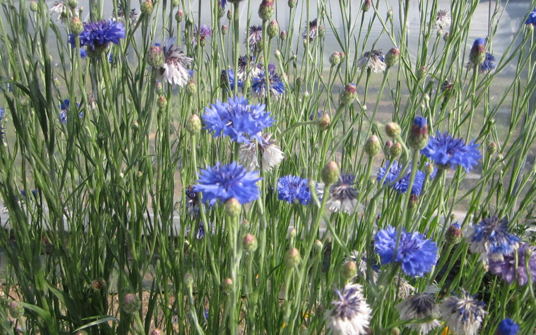 Centaurée &lsquo;Barbeau&rsquo;