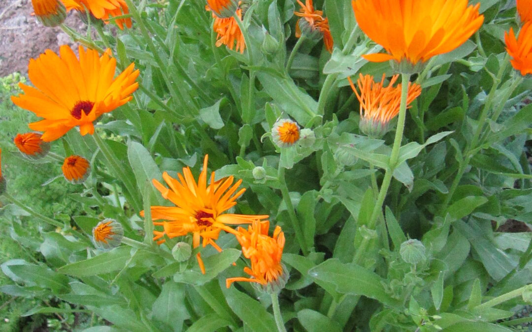 Souci des jardins &lsquo; Calendula Officinale&rsquo;