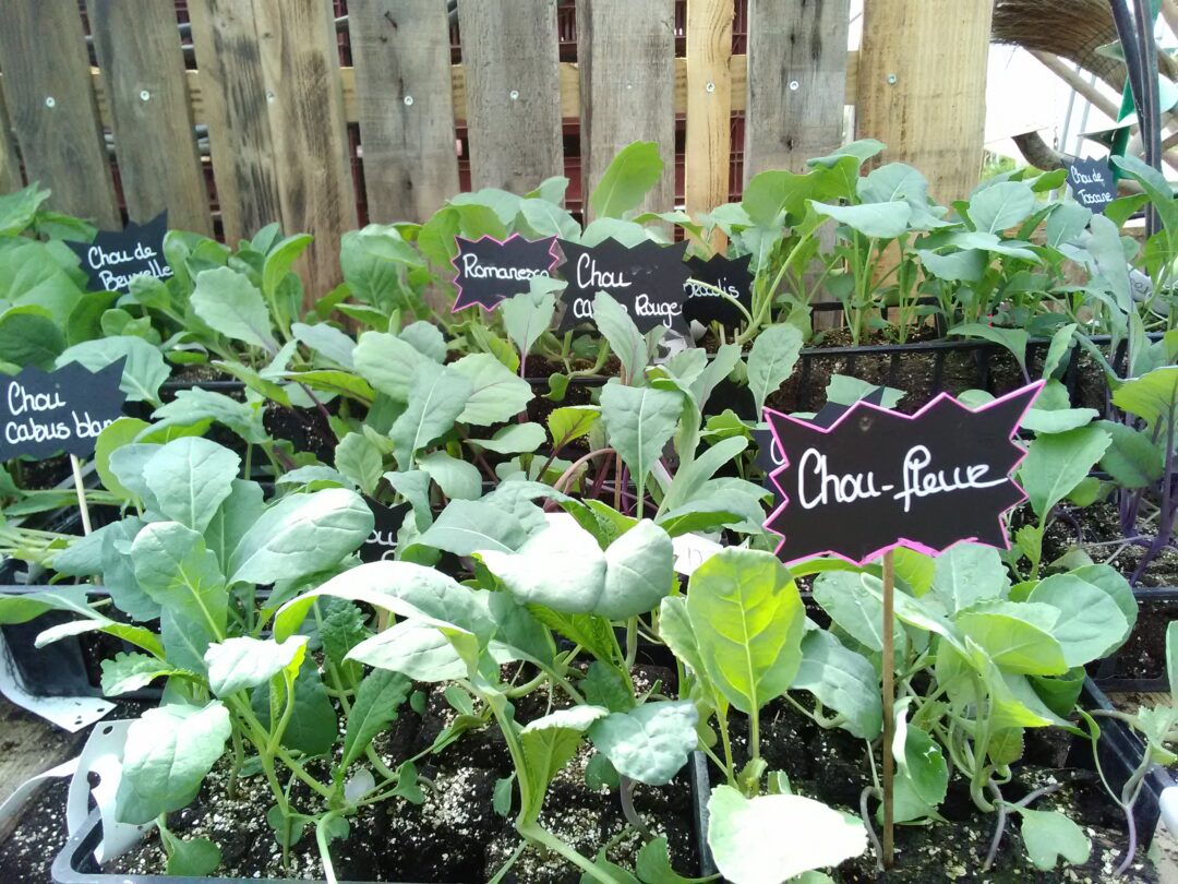 Choux Blancs &lsquo;Thurnen&rsquo;