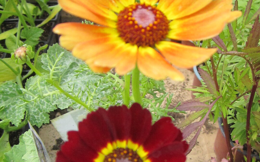 Chrysanthème à Carène