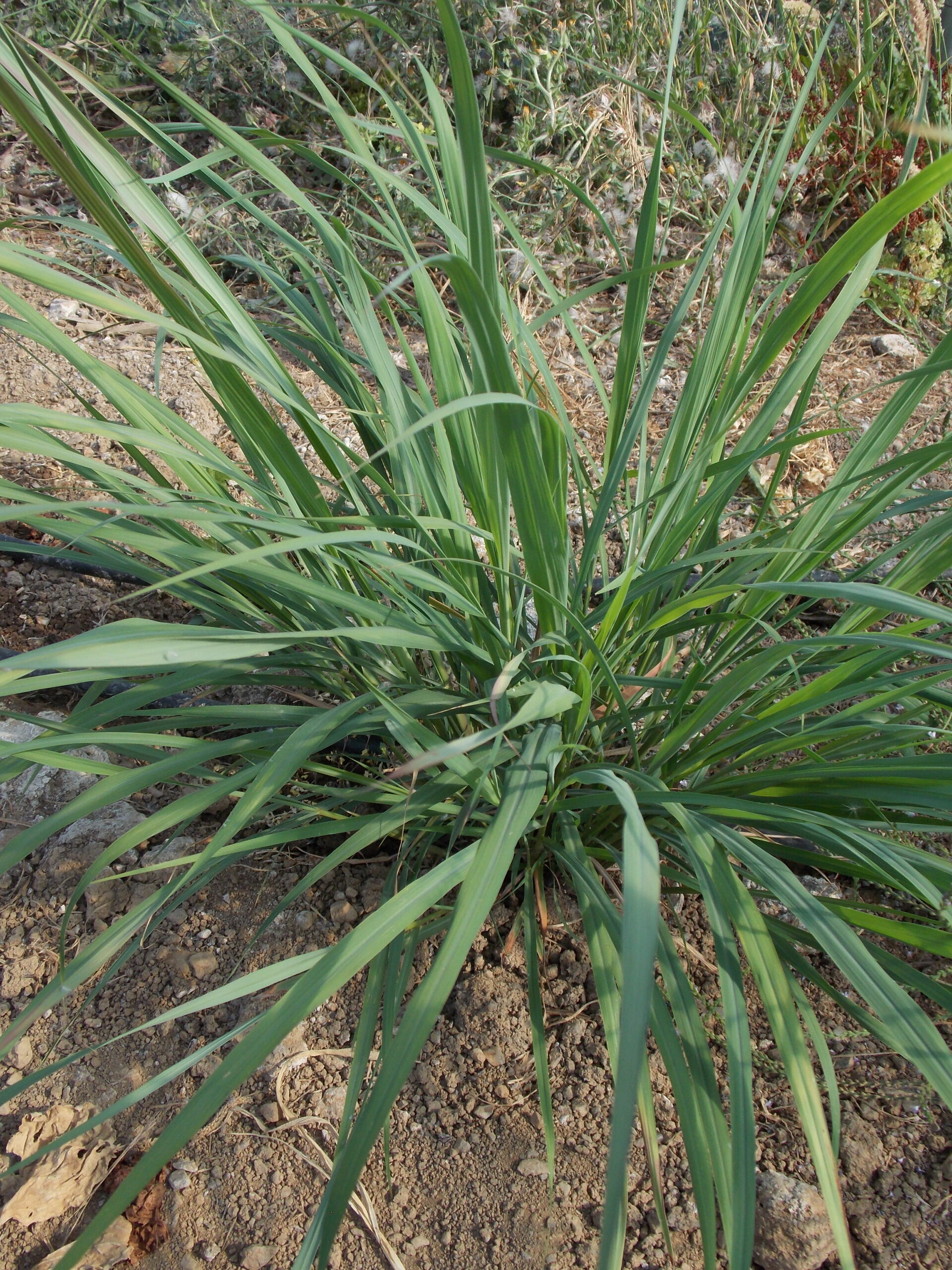 Madagascar Zuchttopf 15 Cm Anthrazit – UV-beständiger Anzuchttopf Für Pflanzen (820164)
