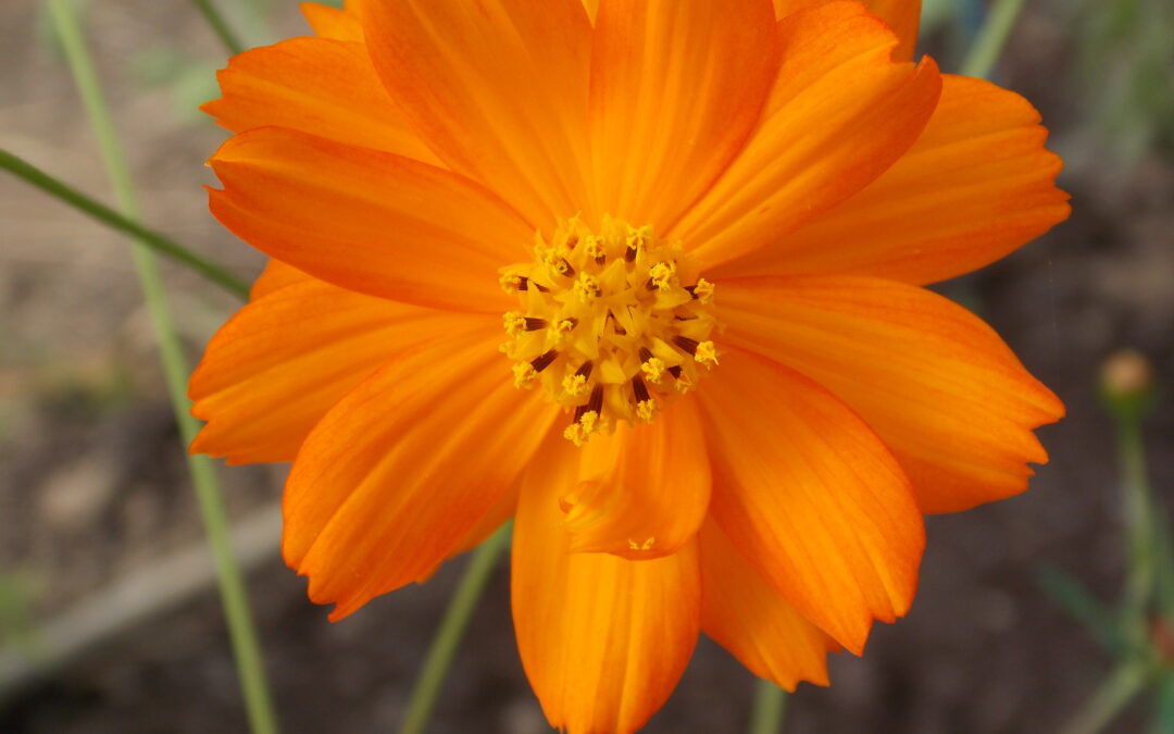 Cosmos &lsquo;Sulphureus&rsquo;