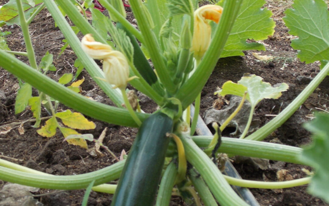 Courgettes &lsquo;Zuboda&rsquo;