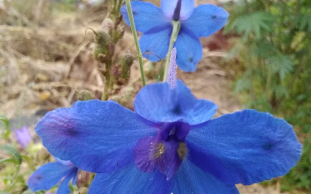 Delphinium Tatseniense