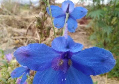 Delphinium Tatseniense