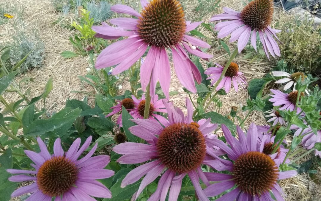 Echinacée Pourpre