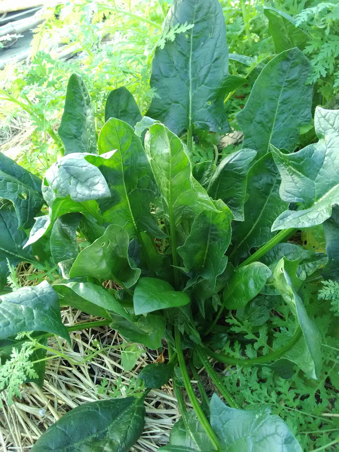 Epinards &lsquo;Matador&rsquo;