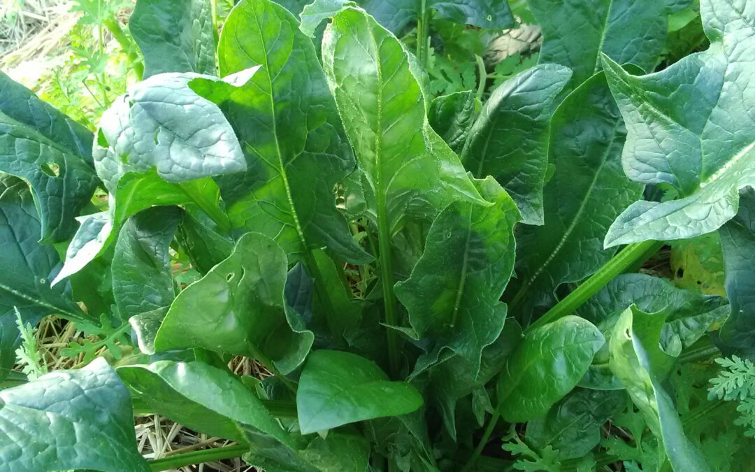 Epinards &lsquo;Matador&rsquo;