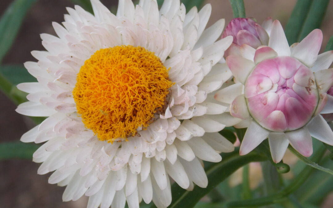 Immortelle à bractées
