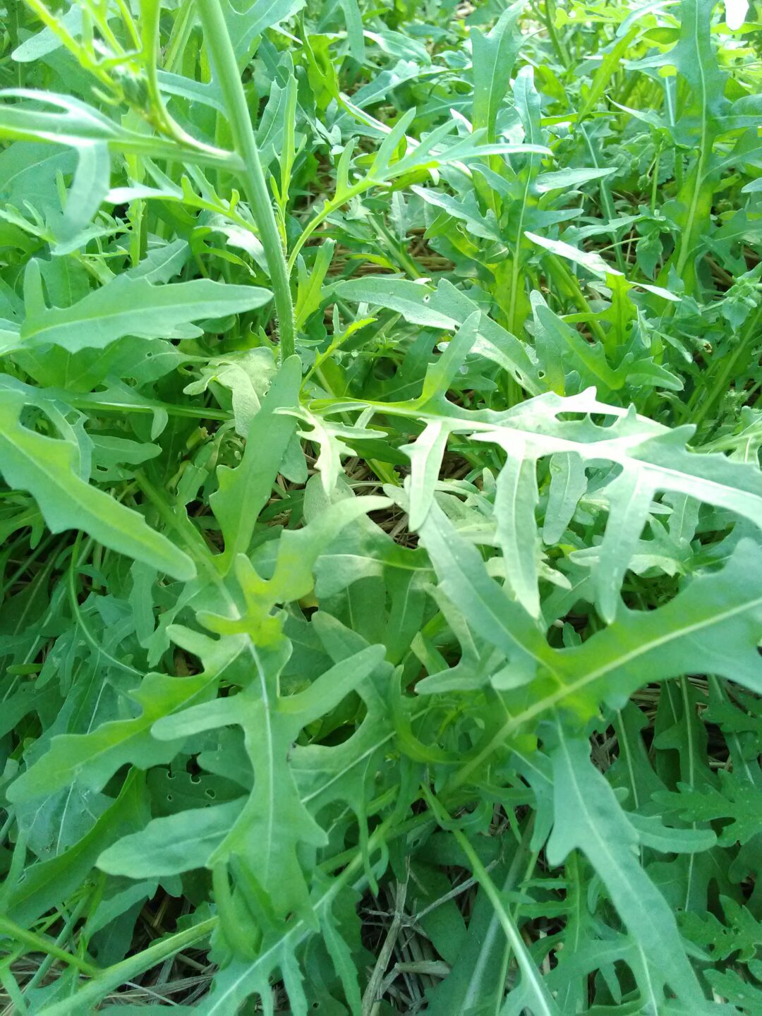 Jeunes pousses &lsquo;Roquette cultivée&rsquo;