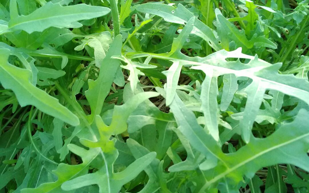 Jeunes pousses &lsquo;Roquette cultivée&rsquo;