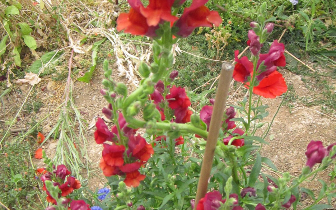 Muflier (Gueule de loup)