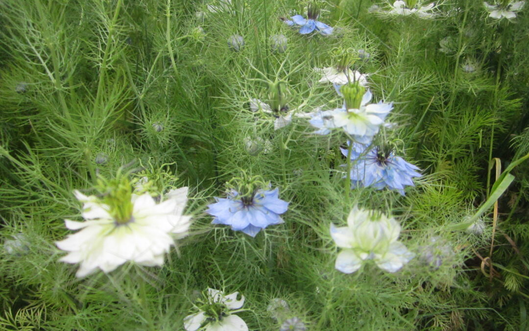 Nigelle Sativa