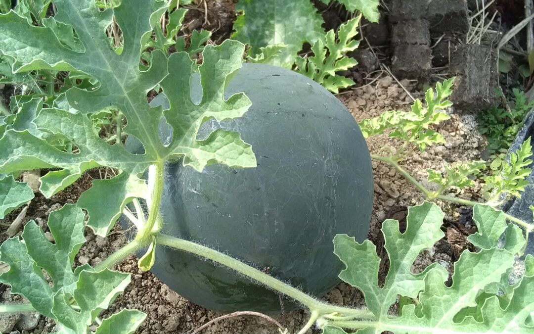 Pastèque &lsquo;Sugar Baby&rsquo;