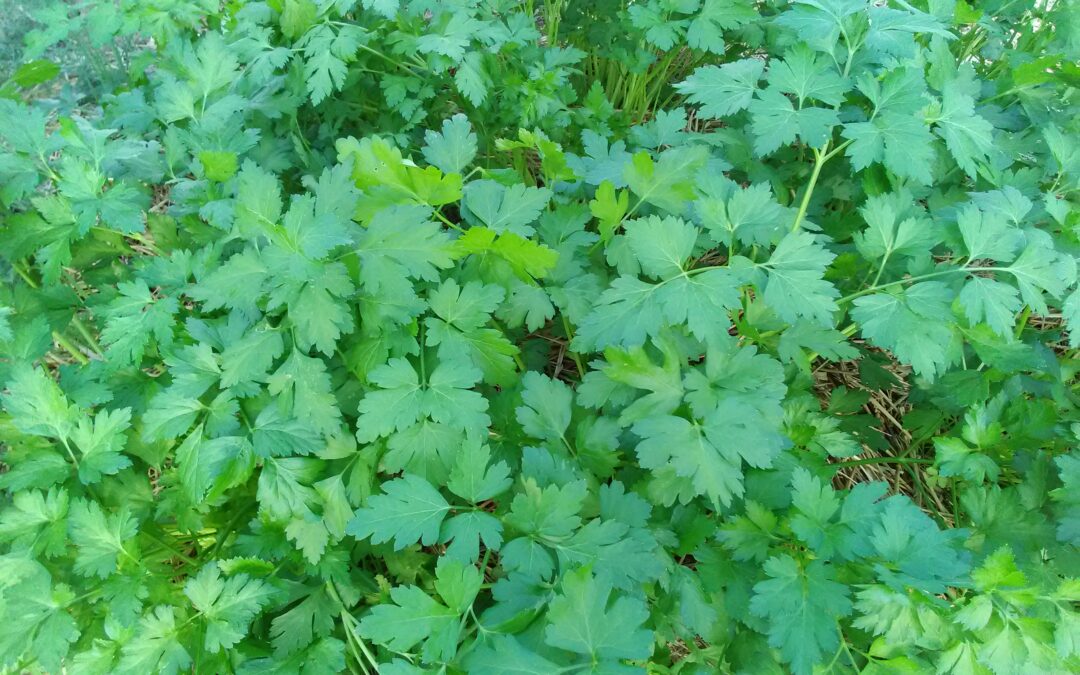 Persil Géant d&rsquo;Italie