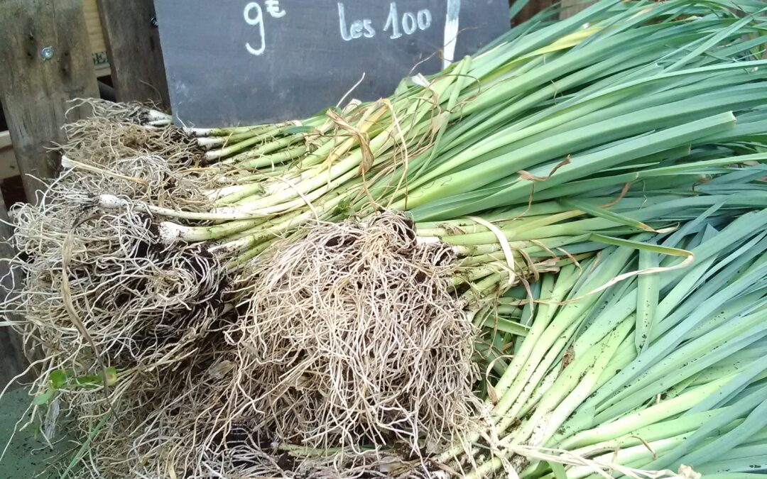 Poireaux &lsquo;Monstrueux de Carentan&rsquo;