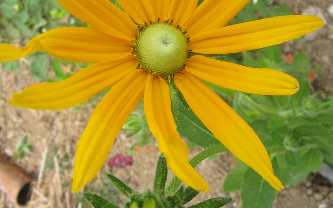 Rudbeckia à oeil vert