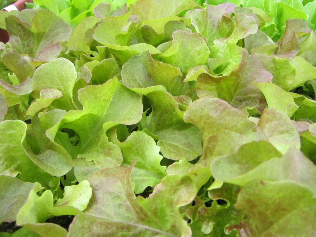 Laitues / Salades Feuille de chêne rouge