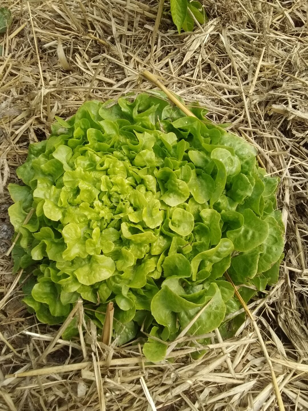 Feuille de chêne verte