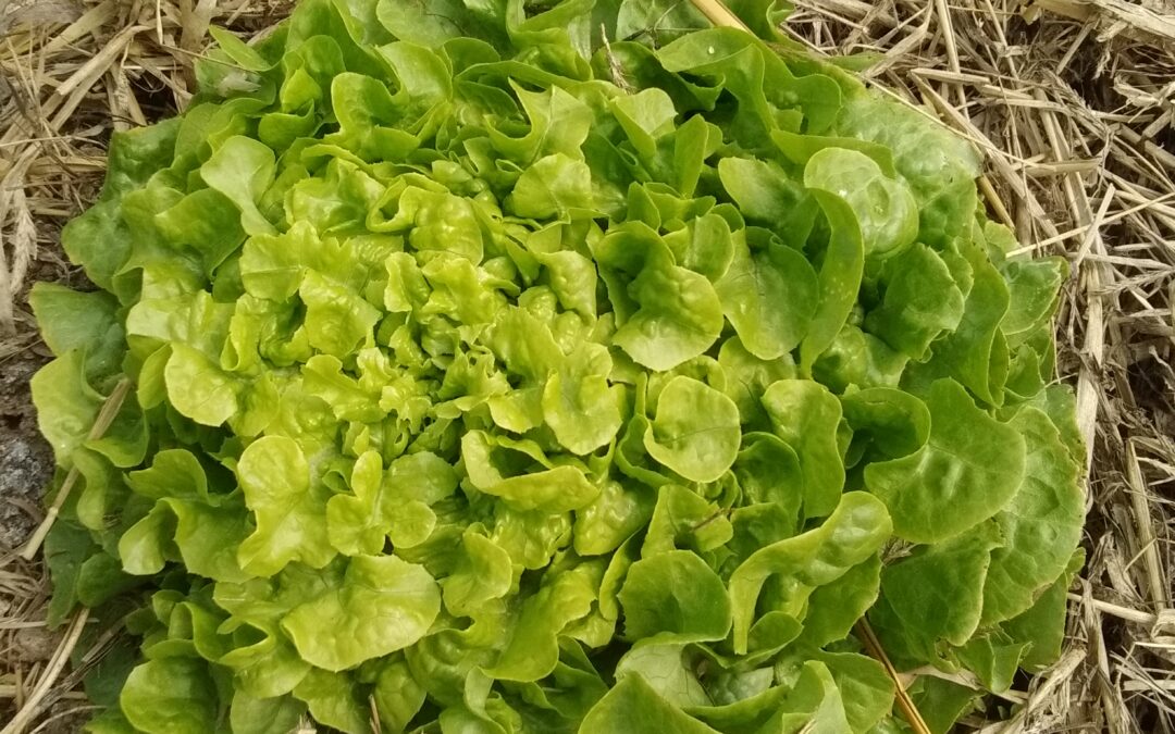 Feuille de chêne verte