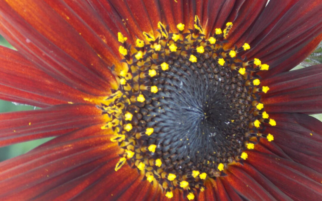 Tournesol Velvet Queen