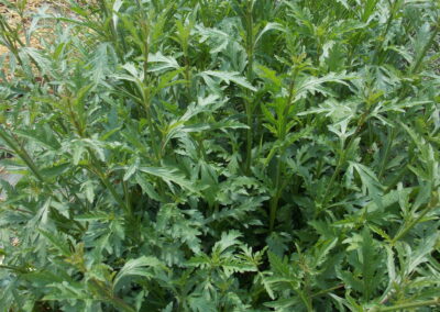 Verveine officinale