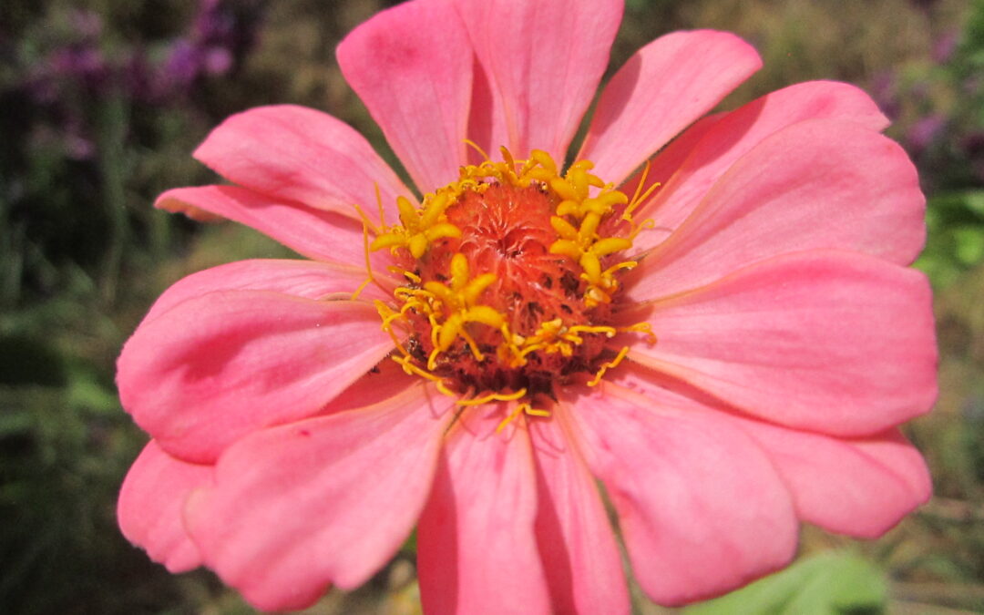 Zinnia