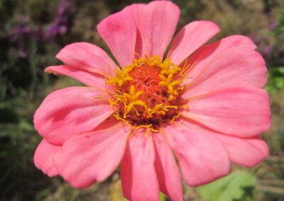 Zinnia