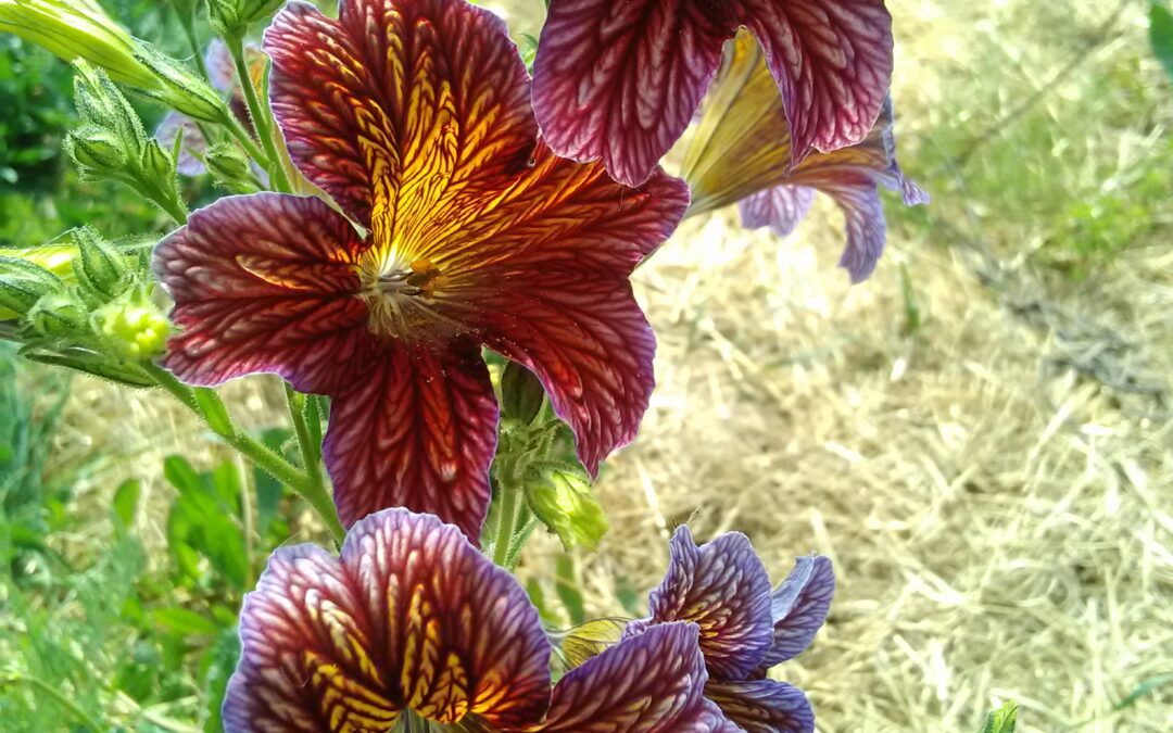 Salpiglossis sinuata