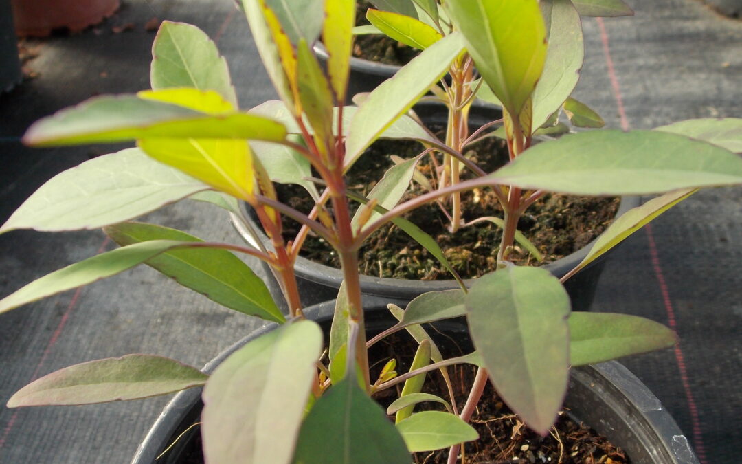 Coriandre Bolivienne