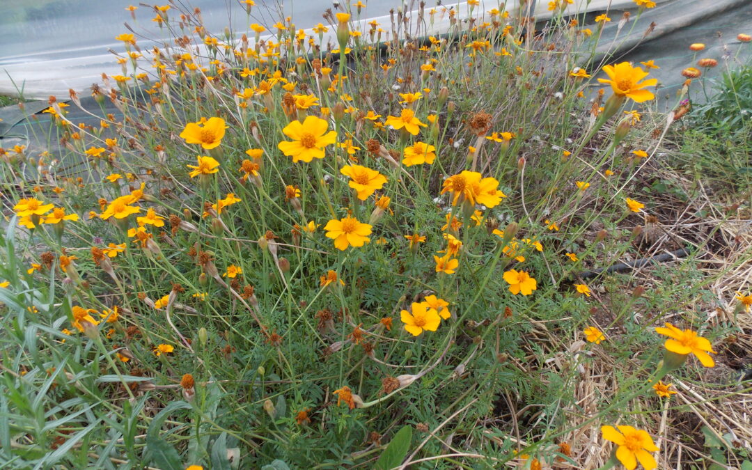 Tagètes nématicides