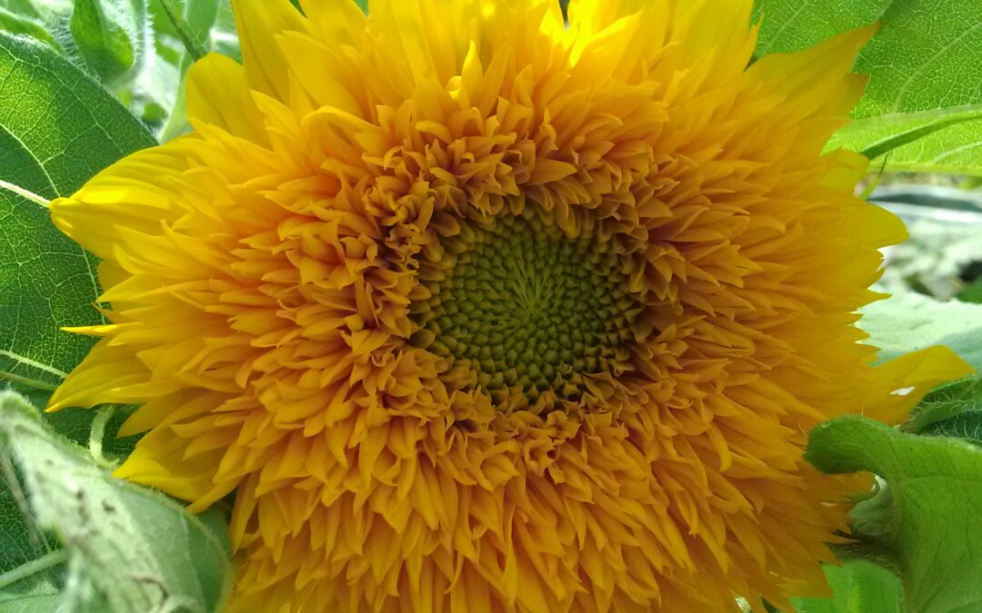 Soleil Ours en peluche