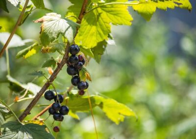 Cassissier « Andega »