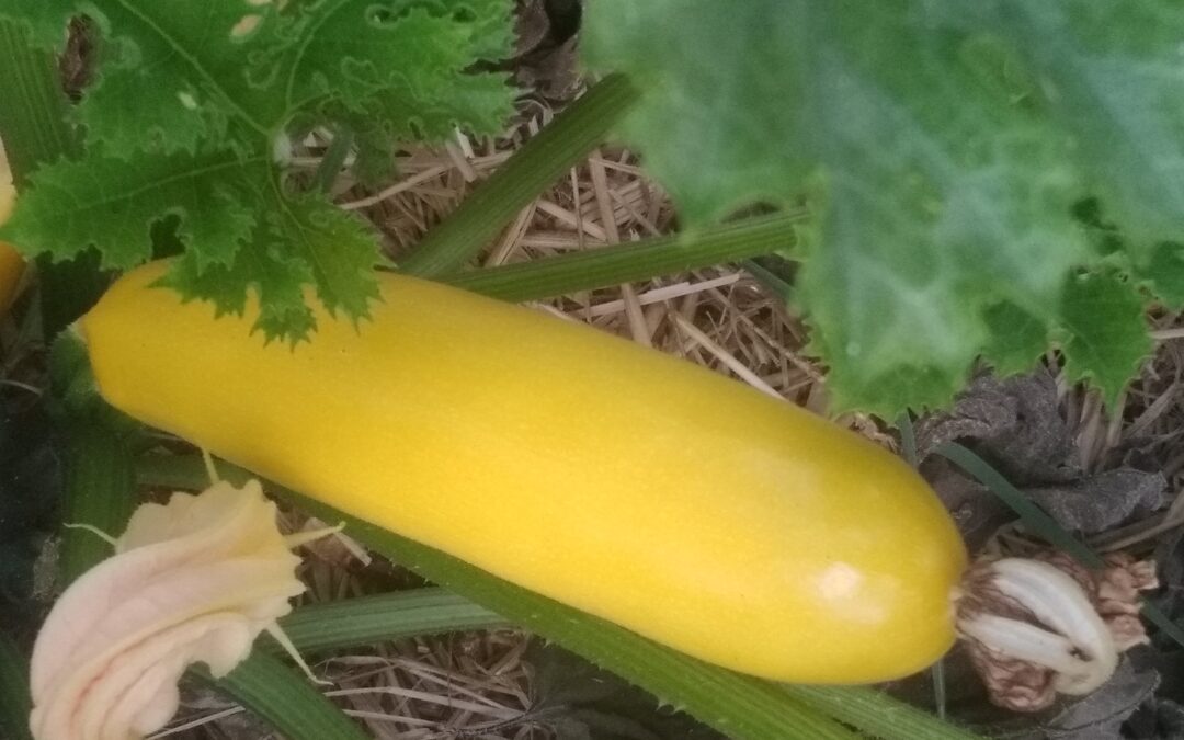Courgettes jaunes &lsquo;Gold Rush&rsquo;
