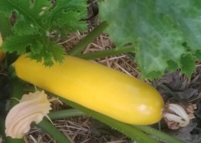 Courgettes jaunes ‘Gold Rush’