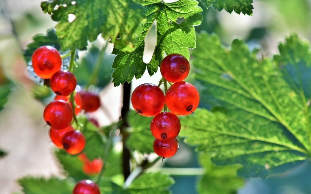 Groseillier à grappes « Junifer »