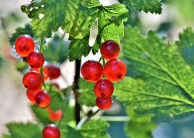Groseillier à grappes « Junifer »