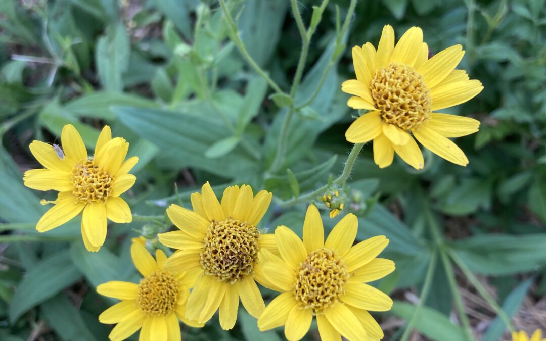 Arnica de Chamissonis