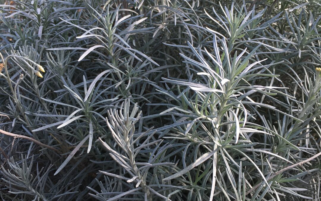 Hélichryse (plante curry)