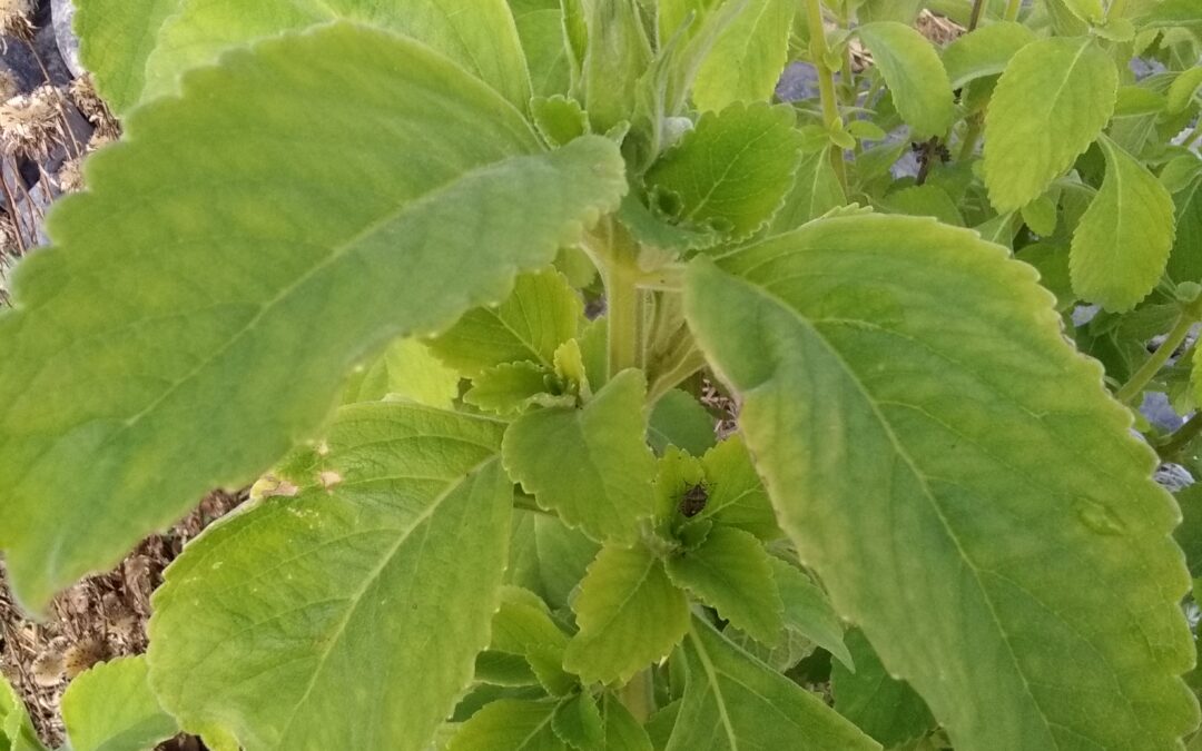 Plectranthus barbatus andrews – Plante Doliprane